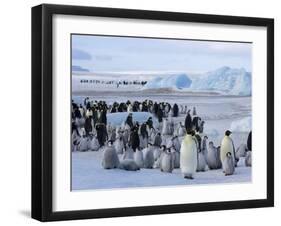 Colony of Emperor Penguins (Aptenodytes Forsteri), Snow Hill Island, Weddell Sea, Antarctica-Thorsten Milse-Framed Photographic Print