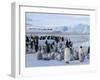 Colony of Emperor Penguins (Aptenodytes Forsteri), Snow Hill Island, Weddell Sea, Antarctica-Thorsten Milse-Framed Photographic Print