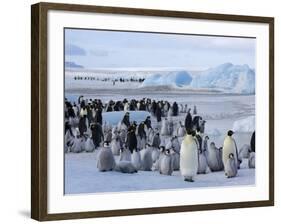 Colony of Emperor Penguins (Aptenodytes Forsteri), Snow Hill Island, Weddell Sea, Antarctica-Thorsten Milse-Framed Photographic Print