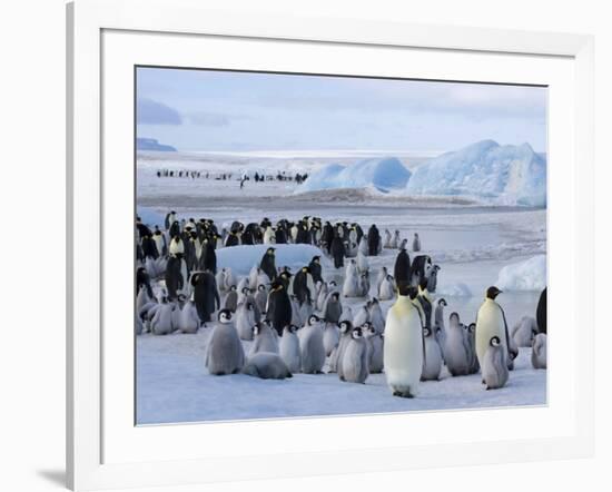 Colony of Emperor Penguins (Aptenodytes Forsteri), Snow Hill Island, Weddell Sea, Antarctica-Thorsten Milse-Framed Photographic Print