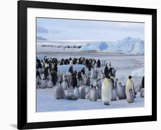 Colony of Emperor Penguins (Aptenodytes Forsteri), Snow Hill Island, Weddell Sea, Antarctica-Thorsten Milse-Framed Photographic Print