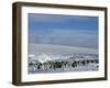 Colony of Emperor Penguins (Aptenodytes Forsteri), Snow Hill Island, Weddell Sea, Antarctica-Thorsten Milse-Framed Photographic Print