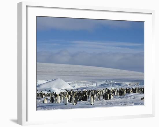 Colony of Emperor Penguins (Aptenodytes Forsteri), Snow Hill Island, Weddell Sea, Antarctica-Thorsten Milse-Framed Photographic Print