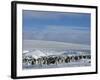 Colony of Emperor Penguins (Aptenodytes Forsteri), Snow Hill Island, Weddell Sea, Antarctica-Thorsten Milse-Framed Photographic Print