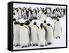Colony of Emperor Penguins (Aptenodytes Forsteri), Snow Hill Island, Weddell Sea, Antarctica-Thorsten Milse-Framed Stretched Canvas