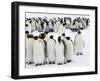 Colony of Emperor Penguins (Aptenodytes Forsteri), Snow Hill Island, Weddell Sea, Antarctica-Thorsten Milse-Framed Photographic Print