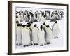 Colony of Emperor Penguins (Aptenodytes Forsteri), Snow Hill Island, Weddell Sea, Antarctica-Thorsten Milse-Framed Photographic Print