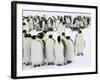 Colony of Emperor Penguins (Aptenodytes Forsteri), Snow Hill Island, Weddell Sea, Antarctica-Thorsten Milse-Framed Photographic Print