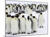 Colony of Emperor Penguins (Aptenodytes Forsteri), Snow Hill Island, Weddell Sea, Antarctica-Thorsten Milse-Mounted Photographic Print