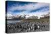 Colony of King Penguins (Aptenodytes Patagonicus) Gold Harbour South Georgia-Renato Granieri-Stretched Canvas