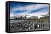 Colony of King Penguins (Aptenodytes Patagonicus) Gold Harbour South Georgia-Renato Granieri-Framed Stretched Canvas