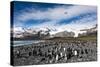 Colony of King Penguins (Aptenodytes Patagonicus) Gold Harbour South Georgia-Renato Granieri-Stretched Canvas