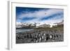 Colony of King Penguins (Aptenodytes Patagonicus) Gold Harbour South Georgia-Renato Granieri-Framed Photographic Print