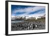 Colony of King Penguins (Aptenodytes Patagonicus) Gold Harbour South Georgia-Renato Granieri-Framed Photographic Print