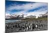 Colony of King Penguins (Aptenodytes Patagonicus) Gold Harbour South Georgia-Renato Granieri-Mounted Photographic Print