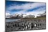 Colony of King Penguins (Aptenodytes Patagonicus) Gold Harbour South Georgia-Renato Granieri-Mounted Photographic Print