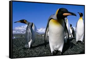 Colony of King Penguins-Paul Souders-Framed Stretched Canvas