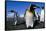 Colony of King Penguins-Paul Souders-Framed Stretched Canvas