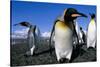 Colony of King Penguins-Paul Souders-Stretched Canvas