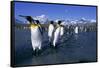 Colony of King Penguins-Paul Souders-Framed Stretched Canvas