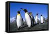 Colony of King Penguins-null-Framed Stretched Canvas