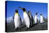 Colony of King Penguins-null-Stretched Canvas