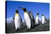 Colony of King Penguins-null-Stretched Canvas