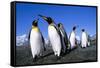 Colony of King Penguins-null-Framed Stretched Canvas