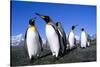 Colony of King Penguins-null-Stretched Canvas