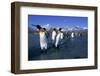 Colony of King Penguins-Paul Souders-Framed Premium Photographic Print