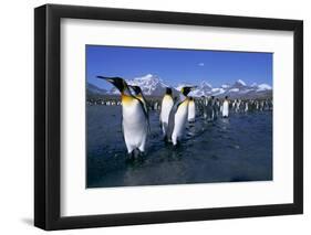 Colony of King Penguins-Paul Souders-Framed Premium Photographic Print