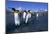 Colony of King Penguins-Paul Souders-Mounted Premium Photographic Print