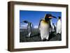 Colony of King Penguins-Paul Souders-Framed Photographic Print