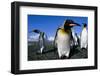 Colony of King Penguins-Paul Souders-Framed Photographic Print