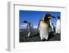 Colony of King Penguins-Paul Souders-Framed Photographic Print