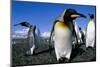 Colony of King Penguins-Paul Souders-Mounted Photographic Print