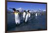 Colony of King Penguins-Paul Souders-Framed Photographic Print