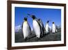 Colony of King Penguins-null-Framed Photographic Print