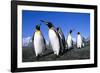 Colony of King Penguins-null-Framed Photographic Print