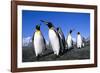 Colony of King Penguins-null-Framed Photographic Print