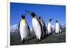 Colony of King Penguins-null-Framed Photographic Print