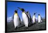 Colony of King Penguins-null-Framed Photographic Print