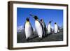 Colony of King Penguins-null-Framed Photographic Print