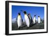 Colony of King Penguins-null-Framed Photographic Print