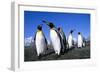 Colony of King Penguins-null-Framed Photographic Print