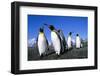 Colony of King Penguins-null-Framed Photographic Print