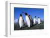 Colony of King Penguins-null-Framed Photographic Print