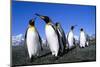 Colony of King Penguins-null-Mounted Photographic Print