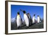 Colony of King Penguins-null-Framed Photographic Print