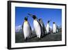 Colony of King Penguins-null-Framed Photographic Print